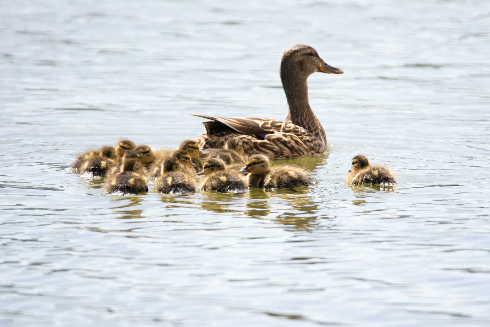 Using DuckDB databases as lightweight Data Lake access layer
